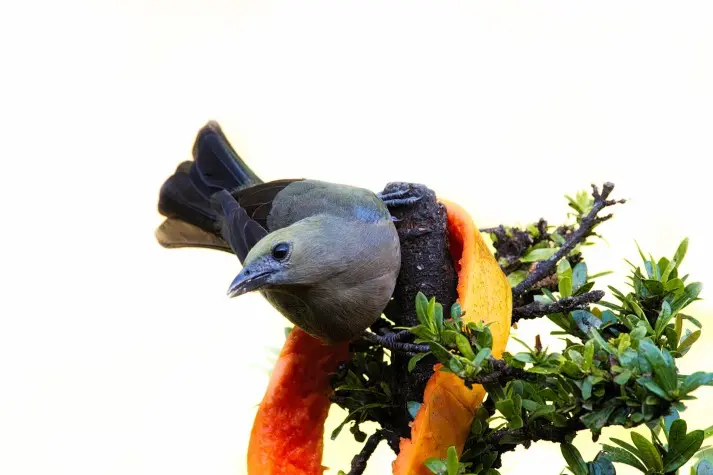 Costa Rica,  Alajuela, Clay-coloured Thrush