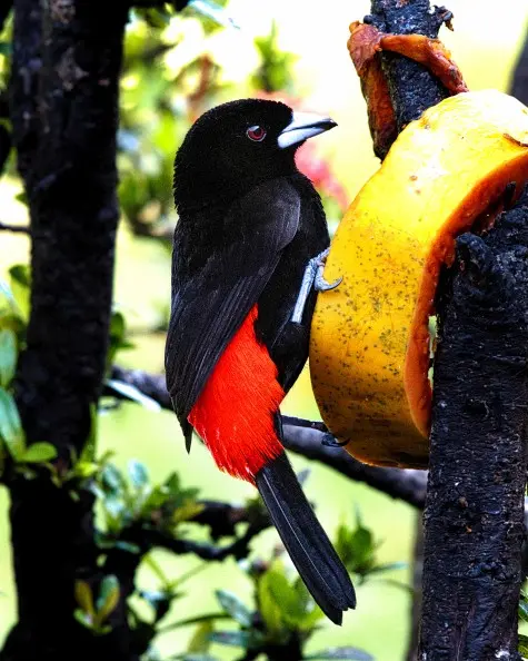 Costa Rica,  Alajuela, Scarlet-rumped Tanager