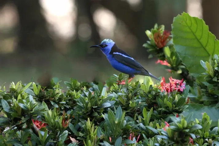 Costa Rica,  Alajuela, Honeycreeper, Tanager