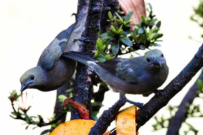 Costa Rica,  Alajuela, Clay-coloured Thrushes