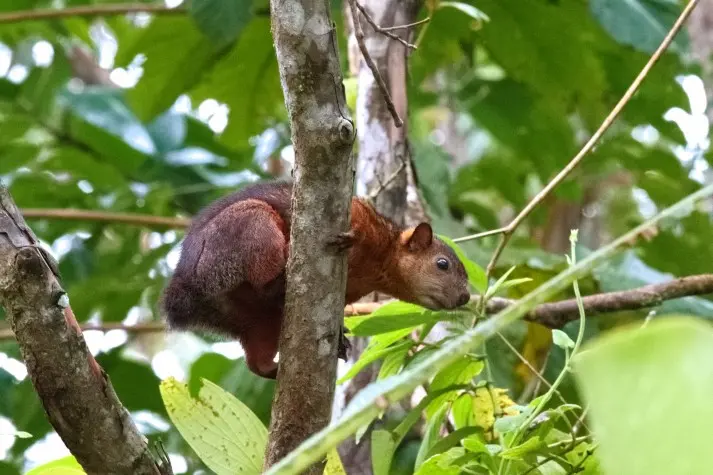 Costa Rica, Alajuela, Squirrel, Arenal Lava fields