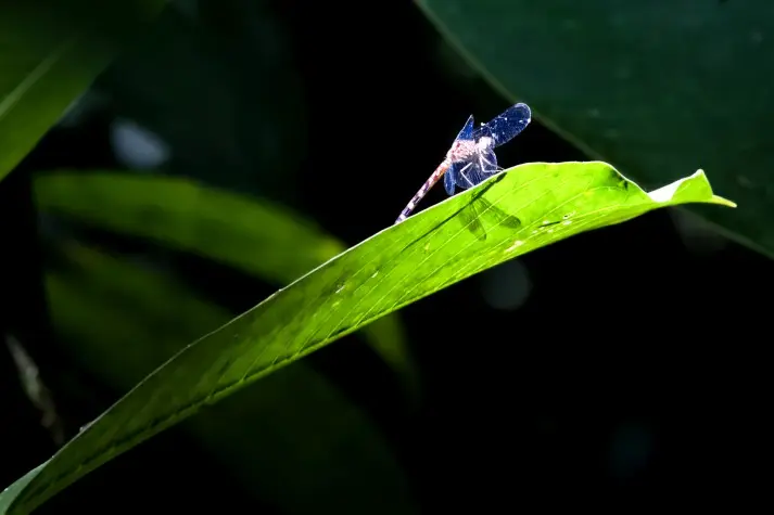 Costa Rica, Alajuela, Dragonfly
