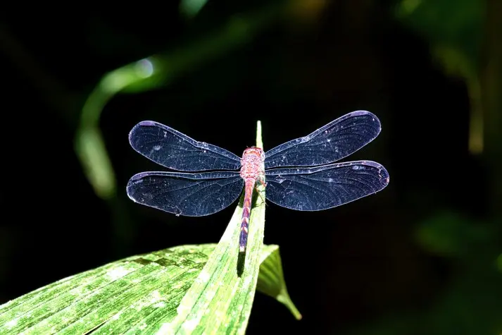 Costa Rica, Alajuela, Dragonfly