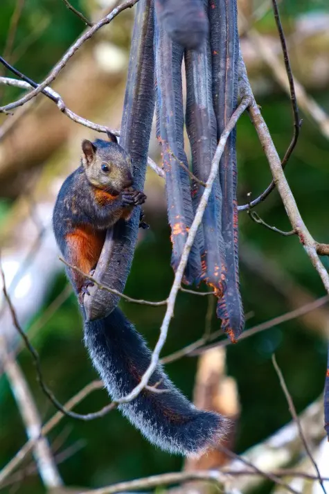 Costa Rica,  Alajuela, Squirrel