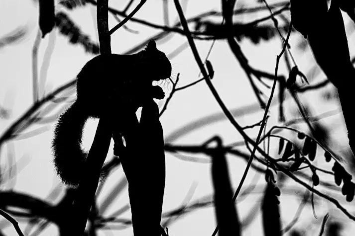 Costa Rica,  Alajuela, Squirrel