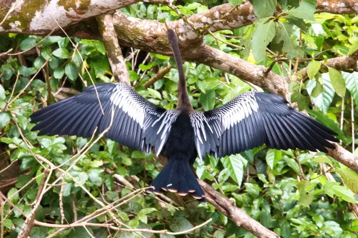 Costa Rica, Alajuela, Anhinga, Cano Negro