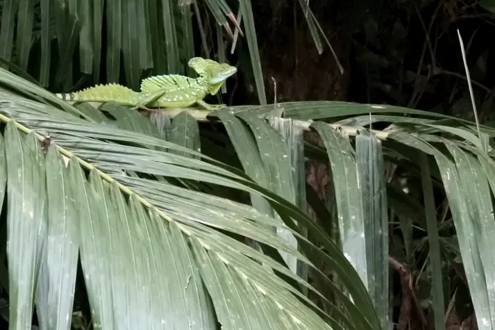 Costa Rica, Alajuela, Basilisk lizard, Cano Negro