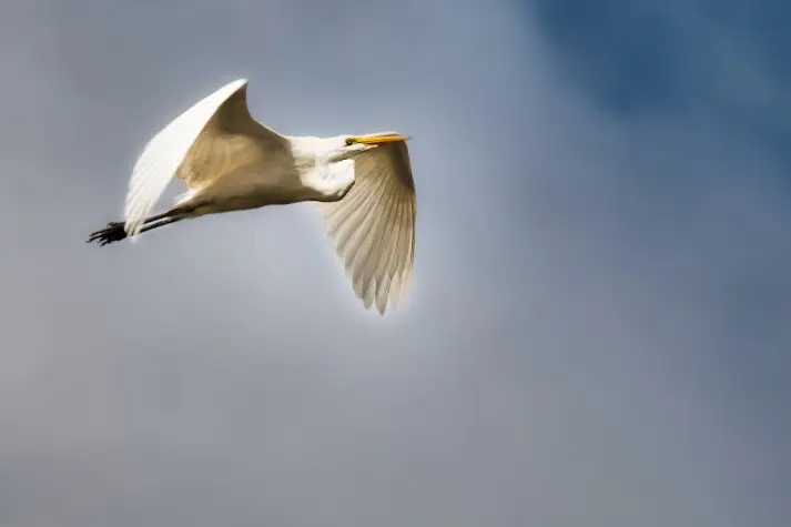 Costa Rica, Alajuela, Great Egret, Cano Negro