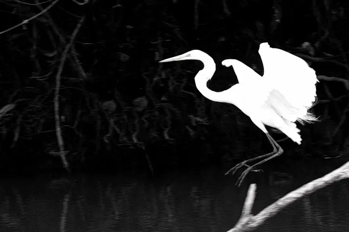 Costa Rica, Alajuela, Great Egret, Cano Negro
