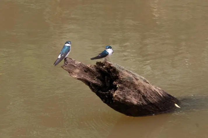Costa Rica, Alajuela, Mangrove Swallows, Cano Negro