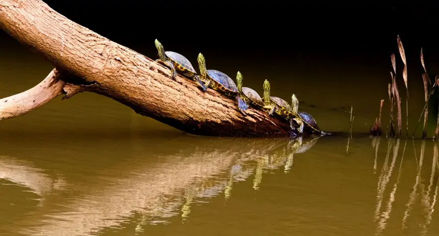 Costa Rica, Alajuela, Turtles, Cano Negro
