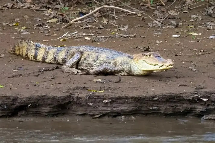 Costa Rica, Alajuela, Caiman, Cano Negro