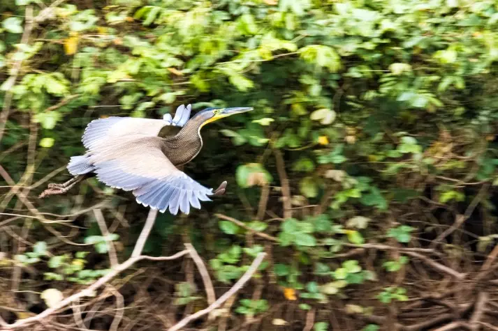 Costa Rica, Alajuela, Tiger Heron, Cano Negro