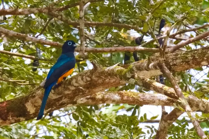 Costa Rica, Alajuela, Trogon, Cano Negro