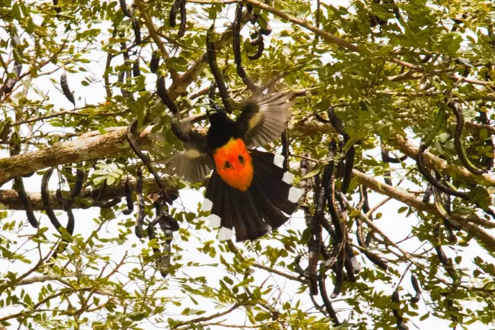 Costa Rica, Alajuela, Trogon, Cano Negro