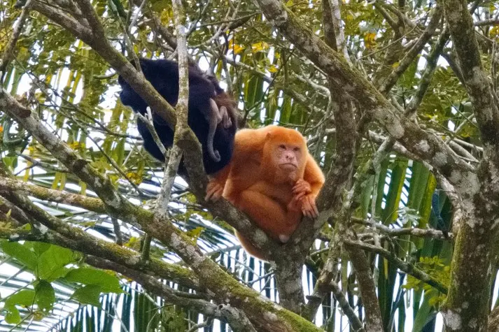 Costa Rica, Alajuela, Howler monkeys, Cano Negro