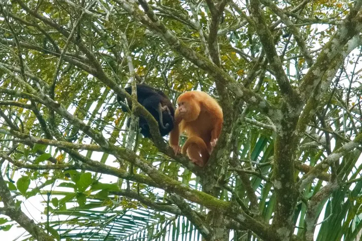 Costa Rica, Alajuela, Howler monkeys, Cano Negro