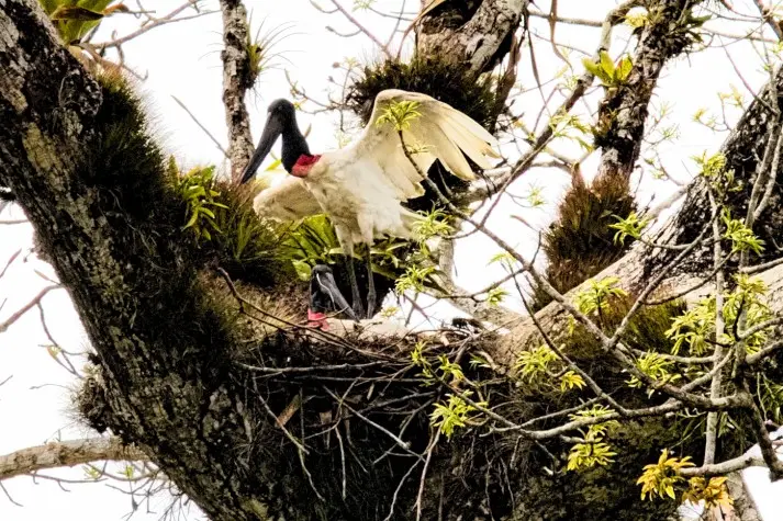 Costa Rica, Alajuela, Jabiru stork, Cano Negro