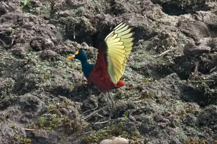 Costa Rica, Alajuela, Northern Jacana, Cano Negro