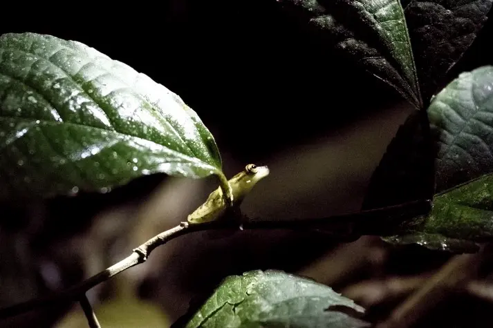 Costa Rica,  Alajuela, Glass Frog