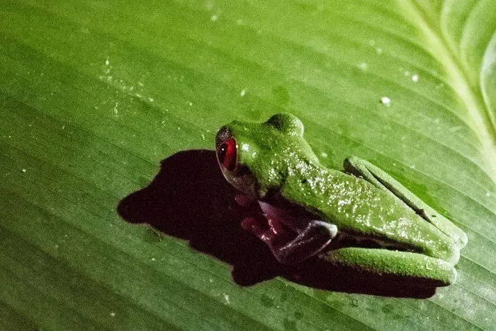 Costa Rica,  Alajuela, Red-eyed Tree Frog