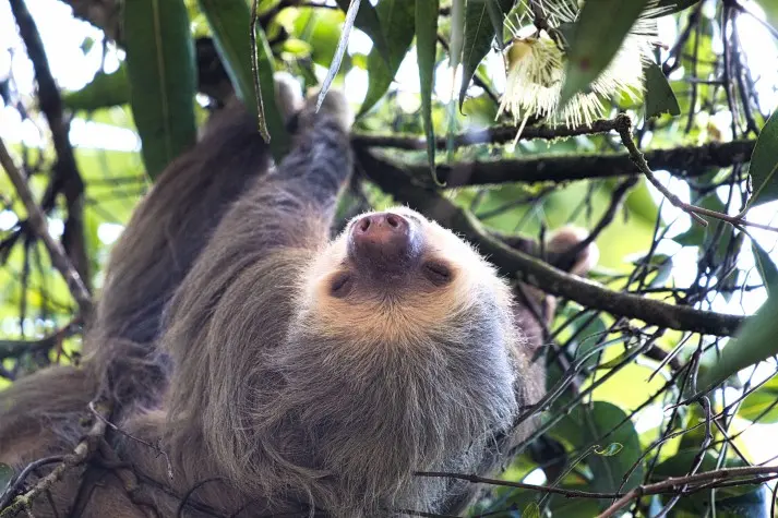 Costa Rica,  Alajuela, Sloth