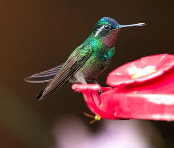 Costa Rica, Alajuela, Hummingbird, La Paz Waterfalls