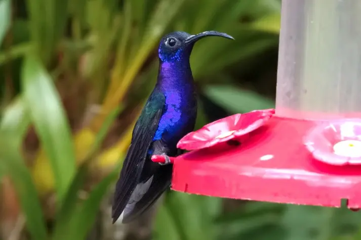 Costa Rica, Alajuela, Hummingbird, La Paz Waterfalls