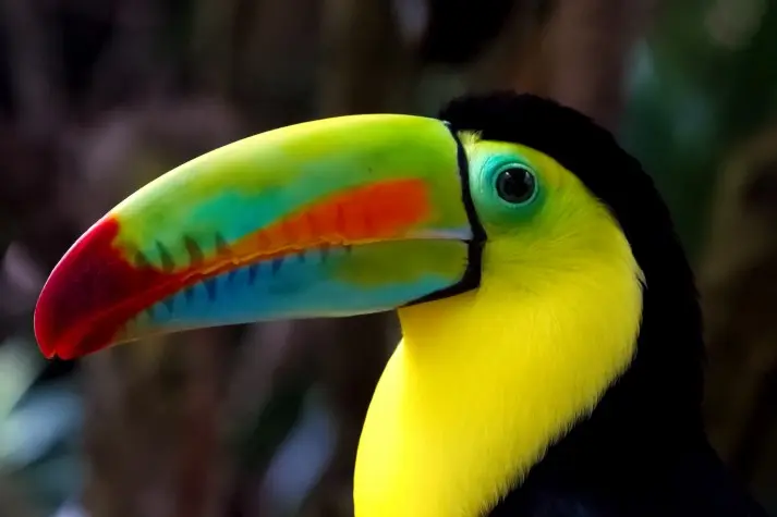 Costa Rica, Alajuela, Toucan, La Paz Waterfalls