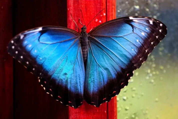 Costa Rica, Alajuela, Butterfly, La Paz Waterfalls