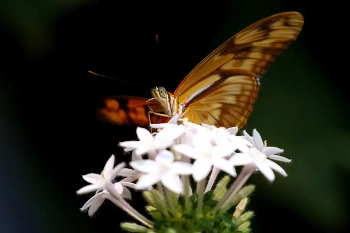 Costa Rica, Alajuela, Butterfly, La Paz Waterfalls