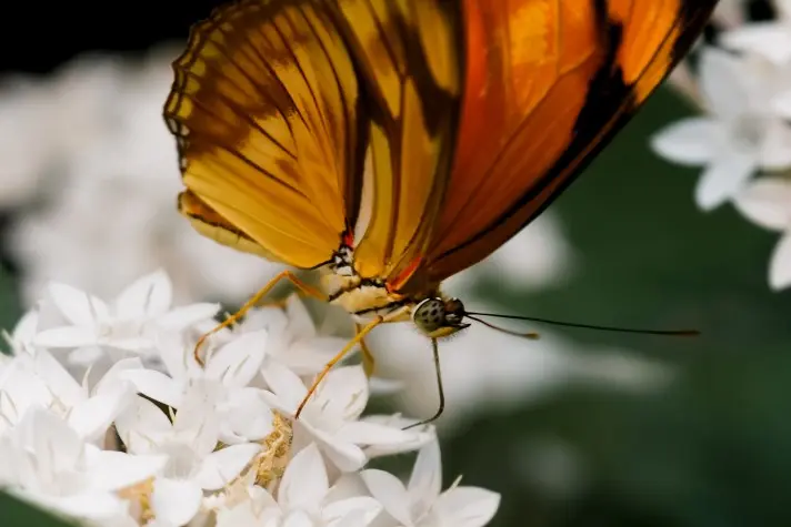 Costa Rica, Alajuela, Butterfly, La Paz Waterfalls