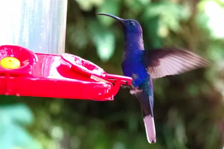 Costa Rica, Alajuela, Hummingbird, La Paz Waterfalls