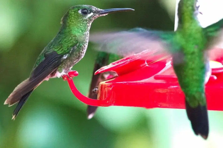 Costa Rica, Alajuela, Hummingbird, La Paz Waterfalls