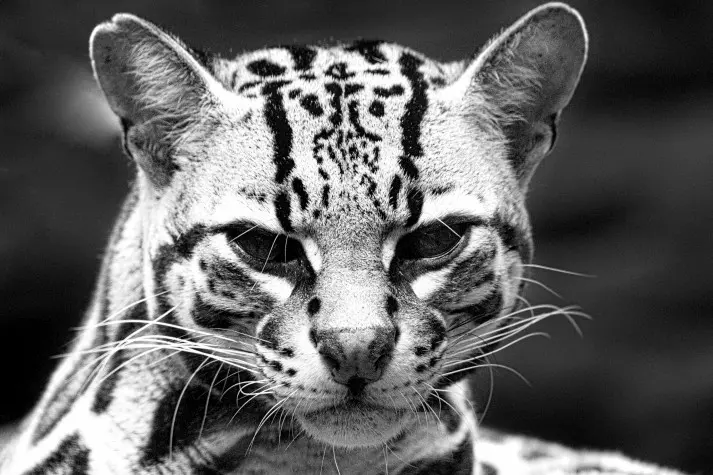 Costa Rica, Alajuela, Ocelot, La Paz Waterfalls