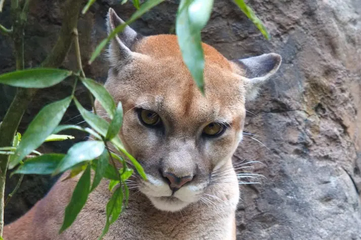 Costa Rica, Alajuela, Puma, La Paz Waterfalls