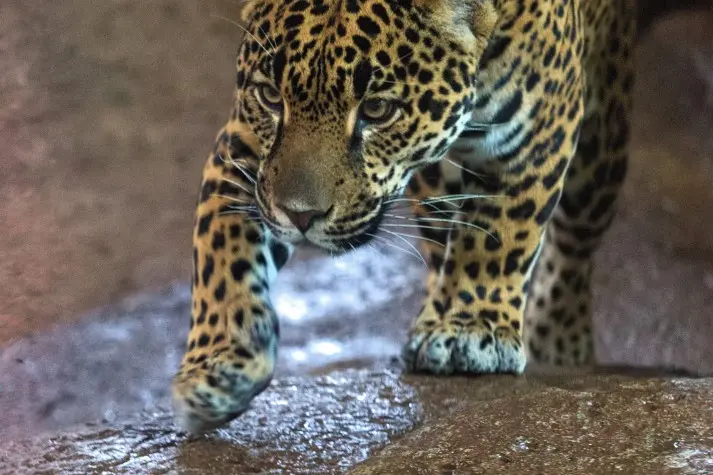 Costa Rica, Alajuela, Leopard, La Paz Waterfalls
