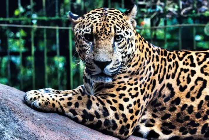 Costa Rica, Alajuela, Leopard, La Paz Waterfalls