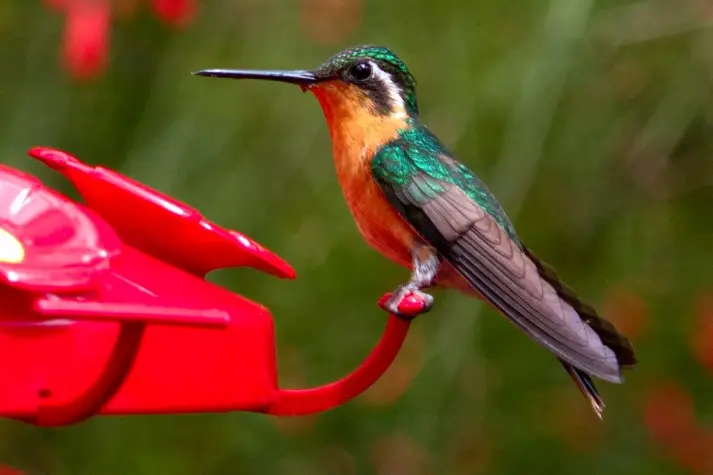Costa Rica, Alajuela, Hummingbird, La Paz Waterfalls