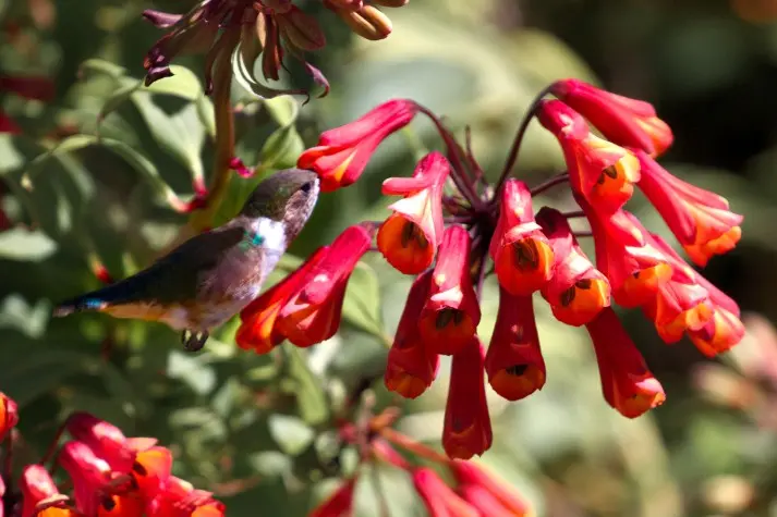 Costa Rica, Cartago, Hummingbird, Irazu Volcano