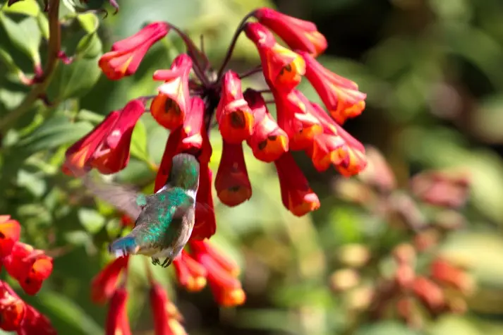 Costa Rica, Cartago, Hummingbird, Irazu Volcano