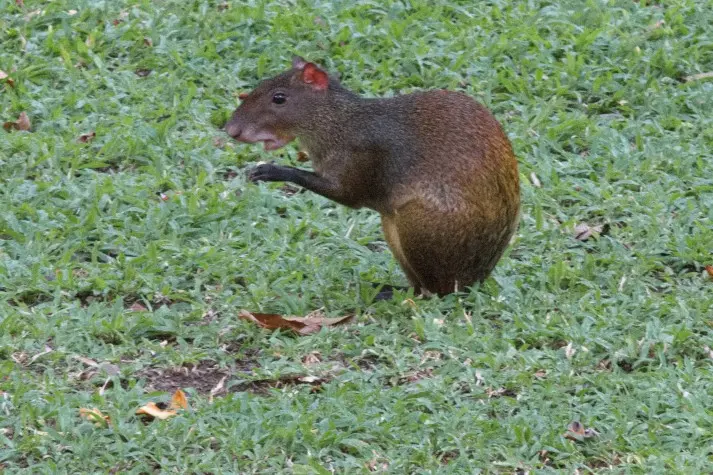 Costa Rica, Puntarenas, Agouti