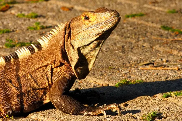 Costa Rica, Puntarenas, Iguana