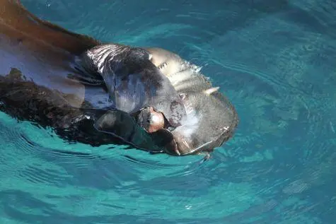 Ecuador, Galapagos Islands, Seal