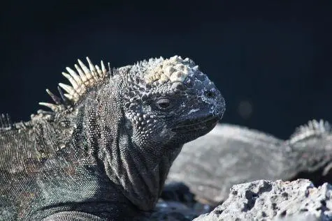 Ecuador, Galapagos Islands, Marine Iguana