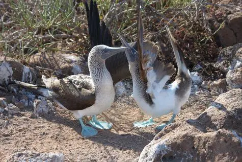 Ecuador, Galapagos Islands, Blue Footed Booby