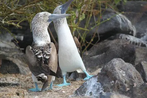 Ecuador, Galapagos Islands, Blue Footed Booby