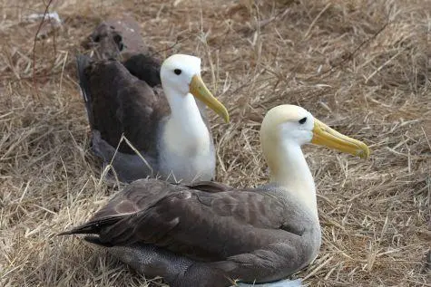 Ecuador, Galapagos Islands, Albatross