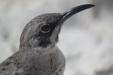 Ecuador, Galapagos Islands, Thrush