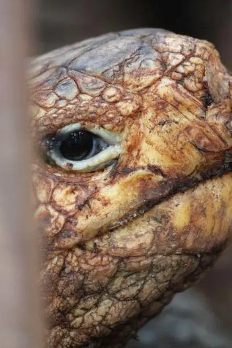 Ecuador, Galapagos Islands, Giant Tortoise